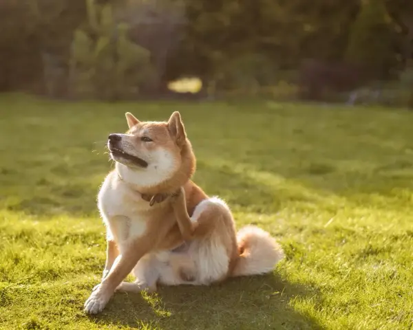 Un Shiba Inu se gratte la patte, peut-être à cause d'une allergie au saumon. Le soleil brille sur l'herbe verte.