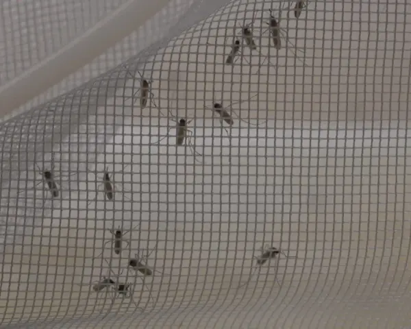 Moustiques piégés sur une moustiquaire. Un remède de grand-mère efficace contre ces insectes volants.