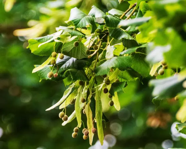 Rameau de tilleul avec ses feuilles vertes et ses petites boules, rappelant les bienfaits de cette plante.