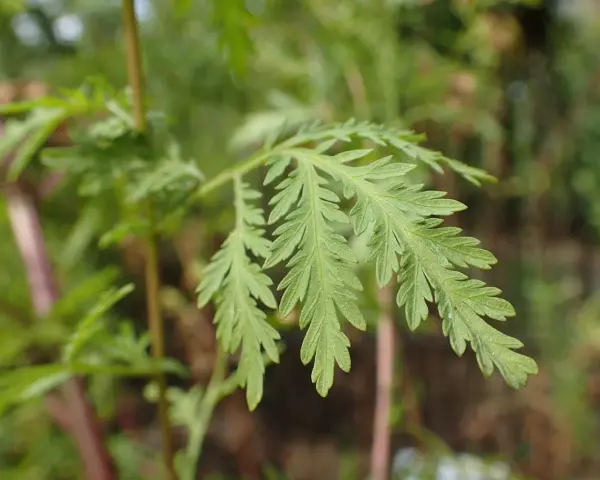 Feuilles découpées d'Artemisia annua, plante aux nombreux artemisia annua bienfaits.