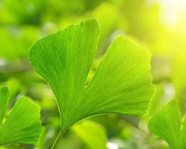 Feuilles vertes de ginkgo biloba, baignées de soleil. Découvrez les ginkgo biloba bienfaits pour votre bien-être.