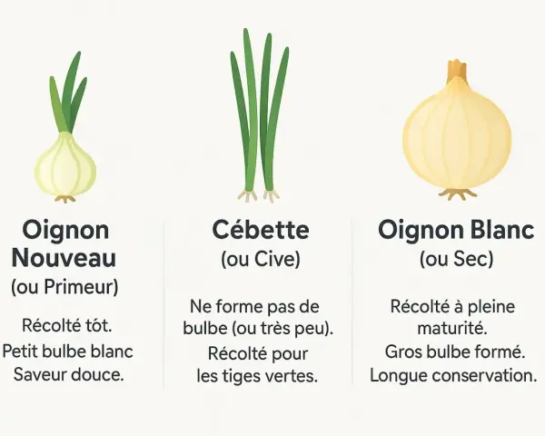 Trois variétés d'oignons : oignon nouveau (primeur) à petit bulbe blanc, cébette aux tiges vertes, et oignon blanc (sec) à gros bulbe.