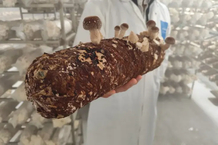 Une main tient un tronc de champignon, prêt à devenir un puissant champignon adaptogène. Des champignons poussent déjà sur le tronc.