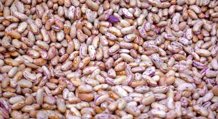 Gros plan sur des haricots tachetés, rappelant les symptômes d'une allergie aux légumineuses.