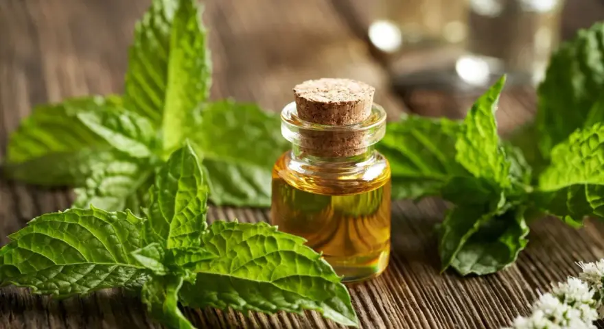 Huile essentielle de menthe poivrée, entourée de feuilles fraîches et de fleurs, prête à être infusée.