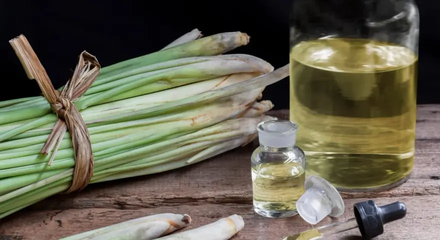 Huiles essentielles de citronnelle anti moustique, avec des tiges fraîches et des petites fioles sur fond sombre.