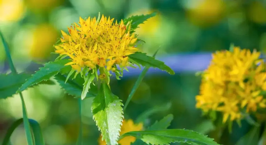 Fleur jaune vif de rhodiola rosea, aux feuilles vertes dentelées, sur un fond flou de verdure et de lumière.