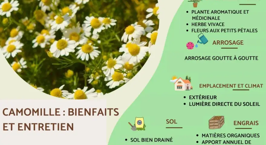 Camomille : bienfaits et entretien. Plante aromatique et médicinale aux fleurs blanches et jaunes, idéale pour le jardin.
