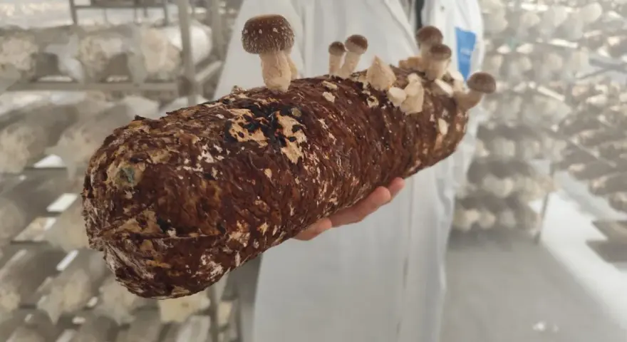 Une main tient un tronc de champignon, prêt à devenir un puissant champignon adaptogène. Des champignons poussent déjà sur le tronc.