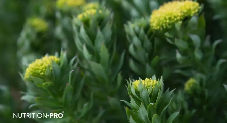 Plantes de rhodiola, une alternative naturelle pour un coup de pouce, comme le café.