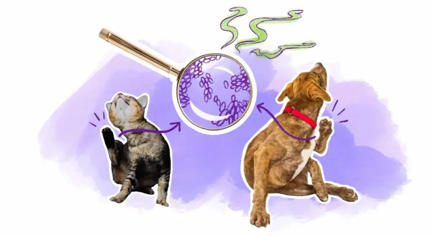 Un chat et un chien se grattent, une loupe montre des levures. Peut-être une allergie levure de bière ?