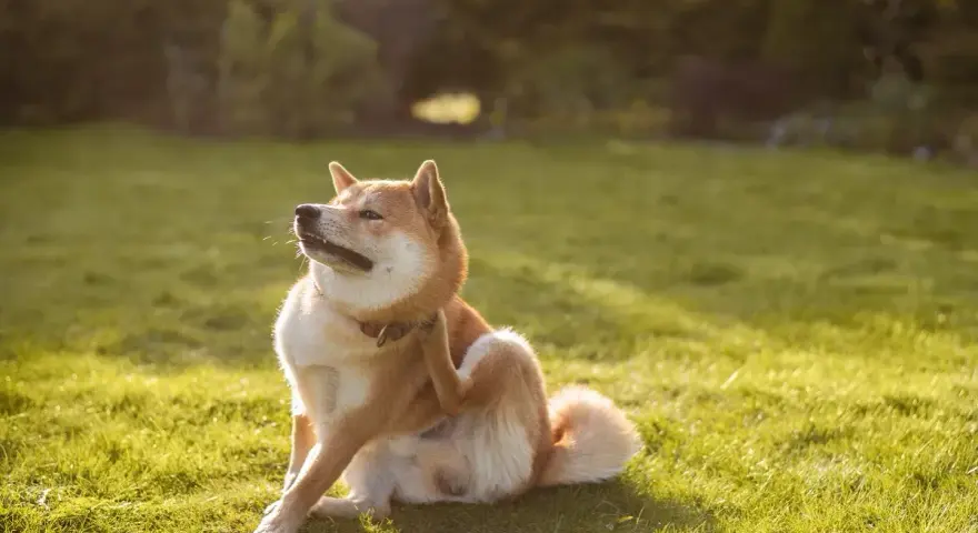 Un Shiba Inu se gratte la patte, peut-être à cause d'une allergie au saumon. Le soleil brille sur l'herbe verte.