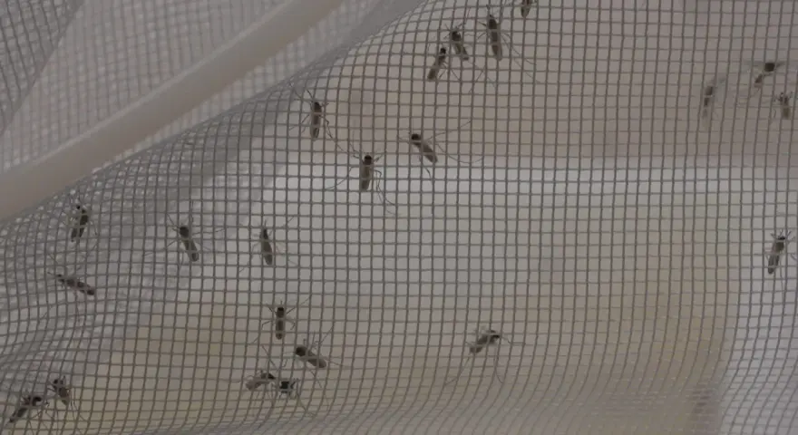 Moustiques piégés sur une moustiquaire. Un remède de grand-mère efficace contre ces insectes volants.