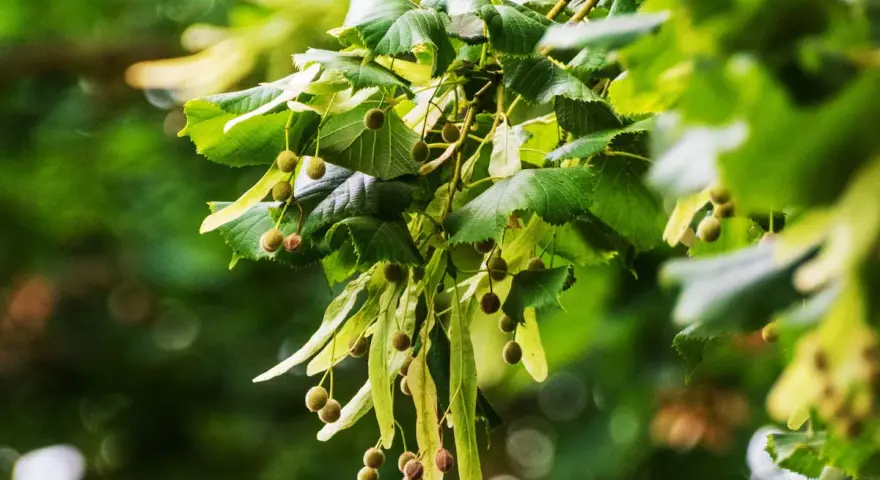 Rameau de tilleul avec ses feuilles vertes et ses petites boules, rappelant les bienfaits de cette plante.