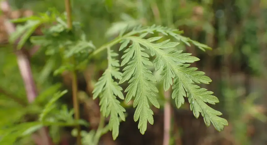 Feuilles découpées d'Artemisia annua, plante aux nombreux artemisia annua bienfaits.