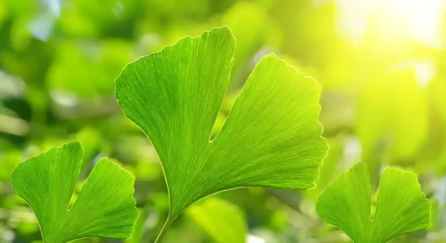 Feuilles vertes de ginkgo biloba, baignées de soleil. Découvrez les ginkgo biloba bienfaits pour votre bien-être.