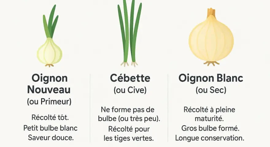 Trois variétés d'oignons : oignon nouveau (primeur) à petit bulbe blanc, cébette aux tiges vertes, et oignon blanc (sec) à gros bulbe.