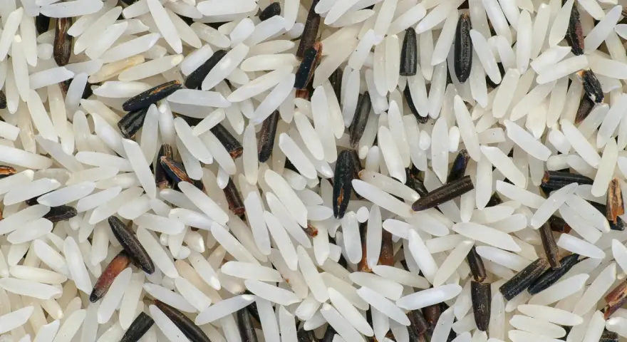 Grains de riz basmati, blancs et noirs, évoquant leur origine et leur mélange savoureux.