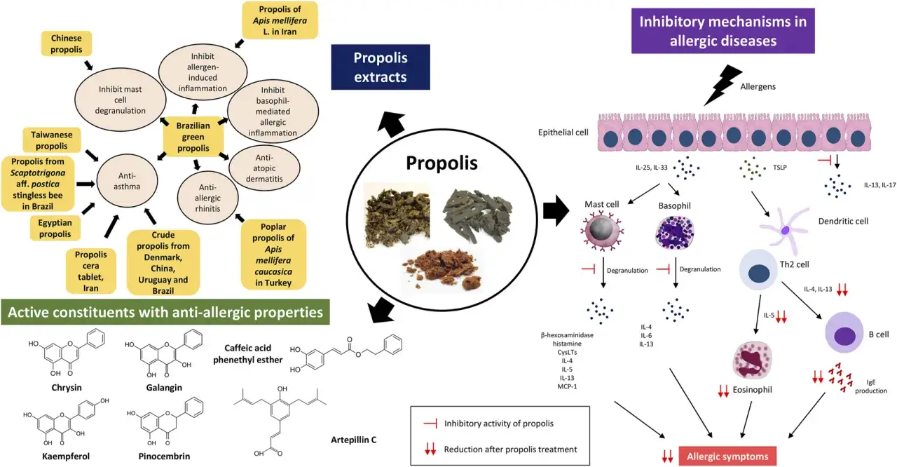 Sch&eacute;ma des propri&eacute;t&eacute;s anti-allergiques de la propolis, montrant ses effets sur les cellules immunitaires et les sympt&ocirc;mes allergiques. La propolis rouge n'est pas mentionn&eacute;e, mais les effets secondaires sont implicites dans la r&eacute;duction des sympt&ocirc;mes.