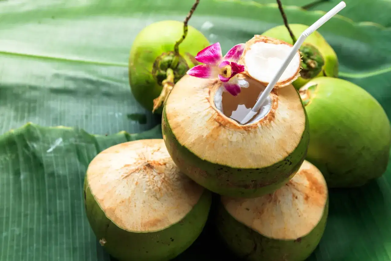 Des cocotiers verts frais, dont un ouvert avec une paille et une fleur d'orchid&eacute;e, sur des feuilles vertes. Une boisson rafra&icirc;chissante qui met en avant les bienfaits de l'eau de coco.