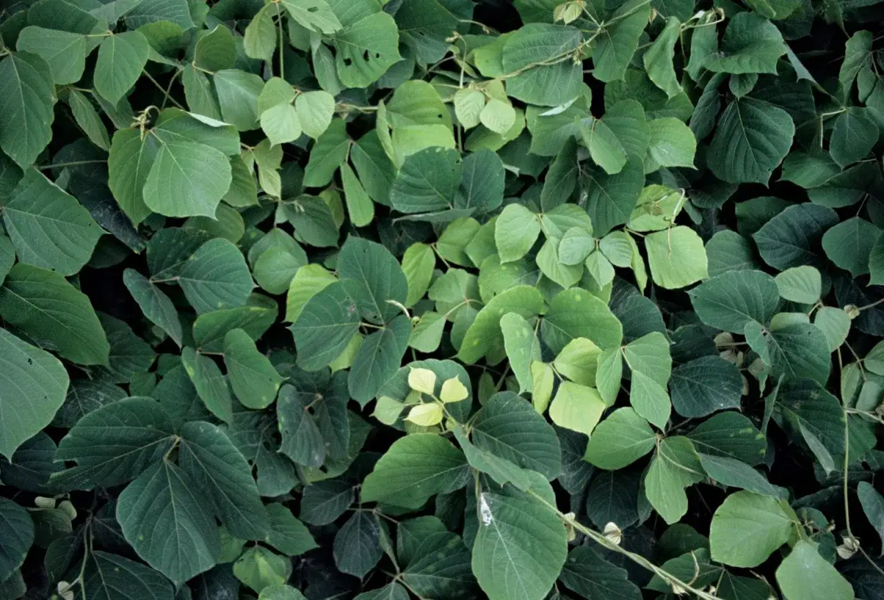 Feuillage dense de kudzu, une plante aux multiples bienfaits, couvrant l'image de ses feuilles vertes.