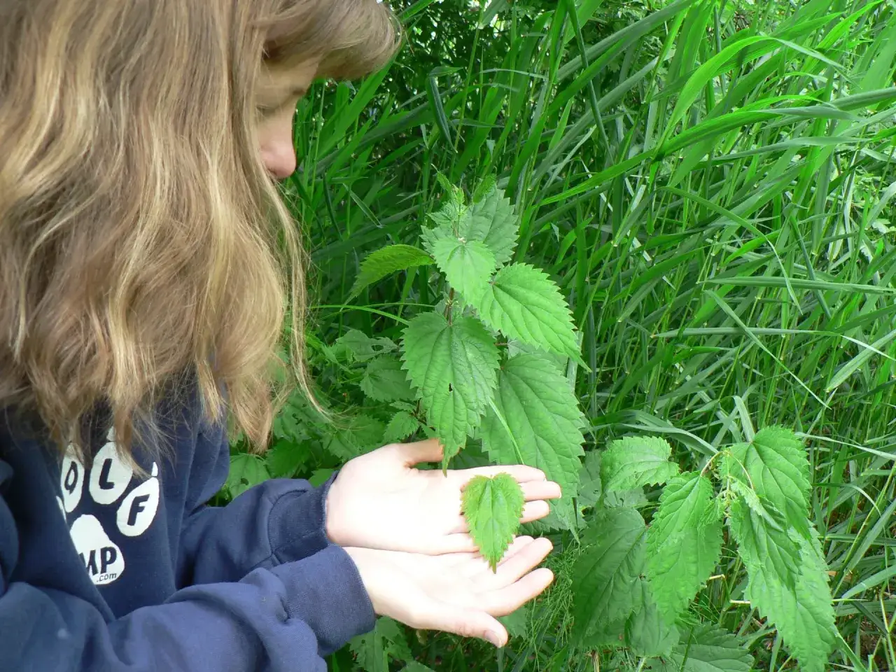 Une jeune fille aux cheveux blonds tient une feuille d'ortie dans ses mains, craignant une piqure.