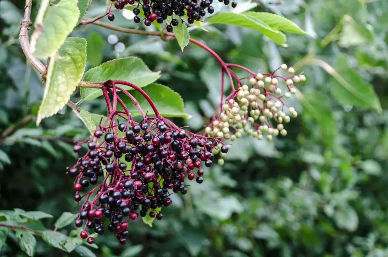Grappes de baies noires et vertes de sureau sur des tiges rouges, avec des feuilles vertes floues en arri&egrave;re-plan.