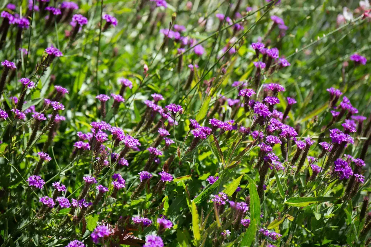 Champ de fleurs violettes, &eacute;voquant la douceur d'une tisane verveine.