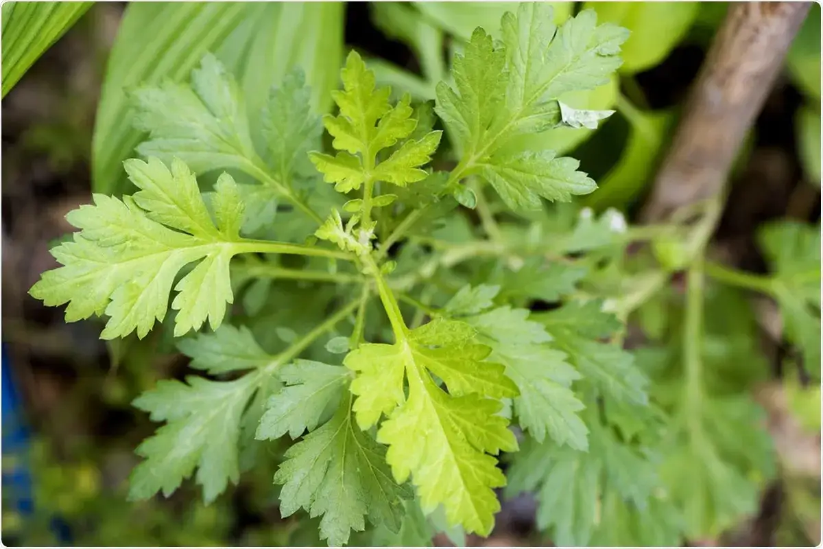 Feuilles vertes d&eacute;coup&eacute;es d'Artemisia annua, plante aux nombreux bienfaits reconnus.