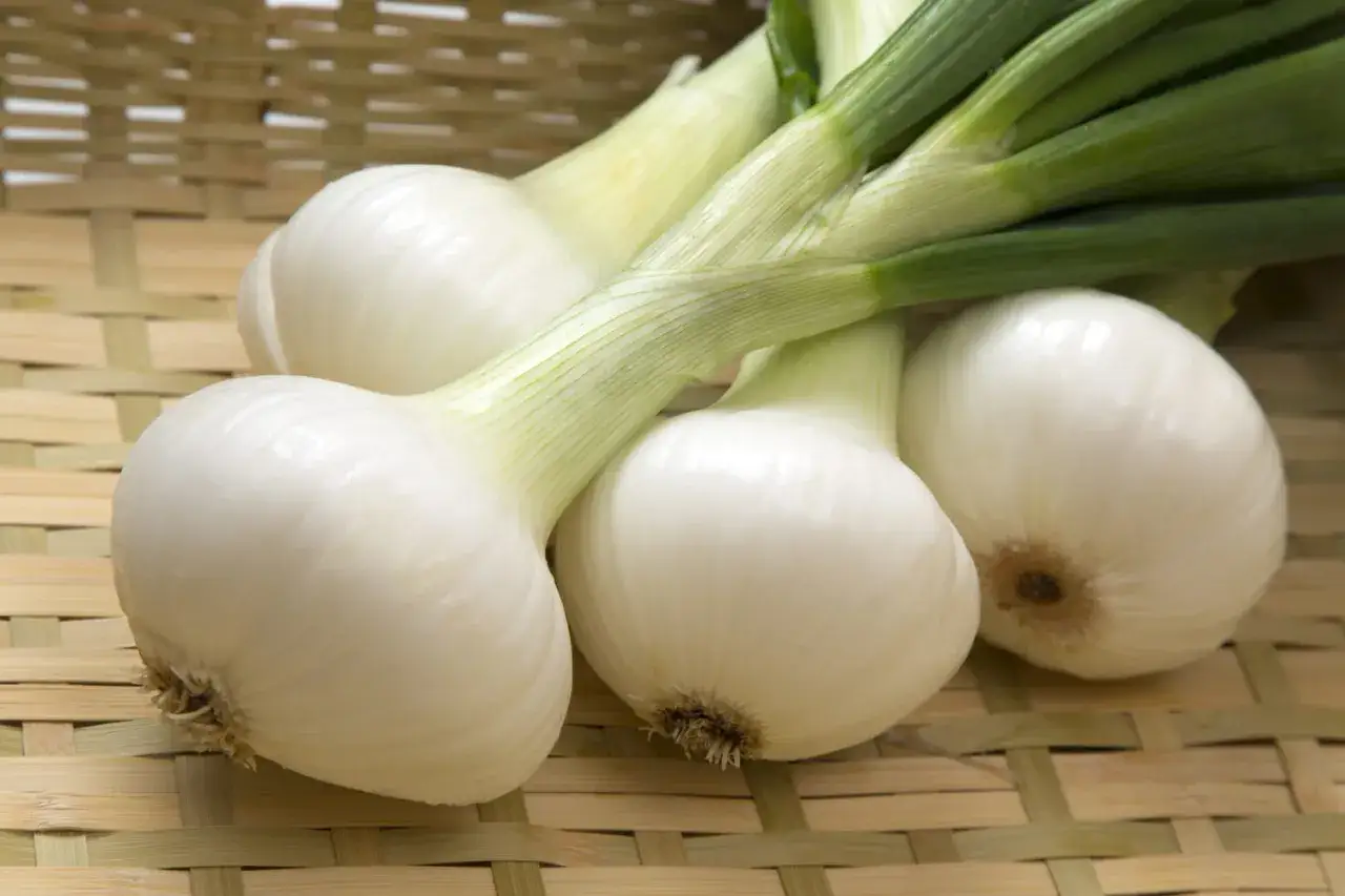 Un bouquet d'oignons nouveaux aux bulbes blancs et aux tiges vertes, posés sur un panier en bambou.