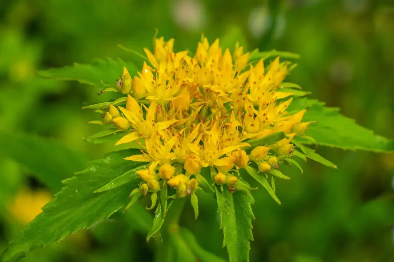 Gros plan sur une fleur jaune vif de rhodiola, ses pétales délicats et ses étamines orangées contrastant avec les feuilles vertes dentelées. Une plante réputée pour aider contre les vertiges.