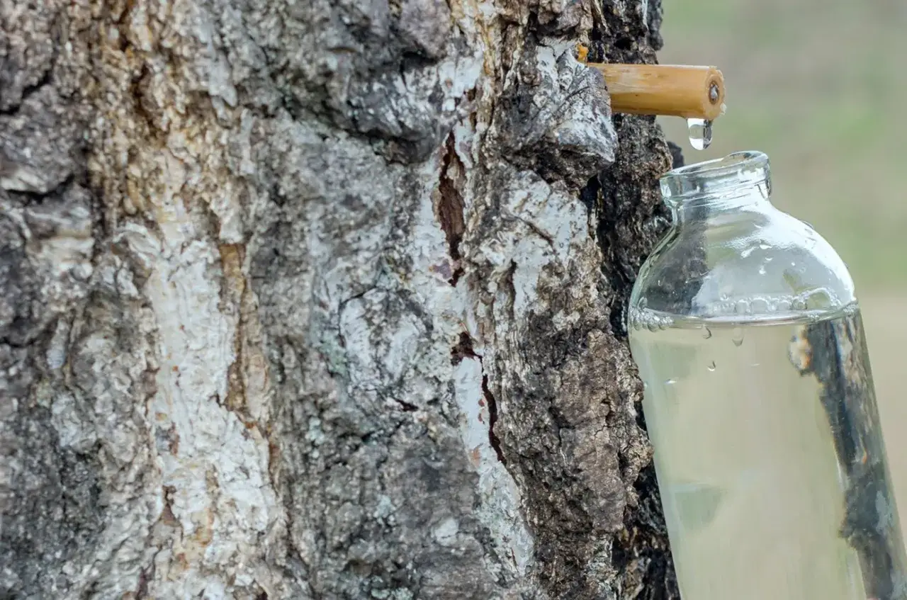 Goutte à goutte, la seve de bouleau remplit une bouteille en verre, récolte printanière.