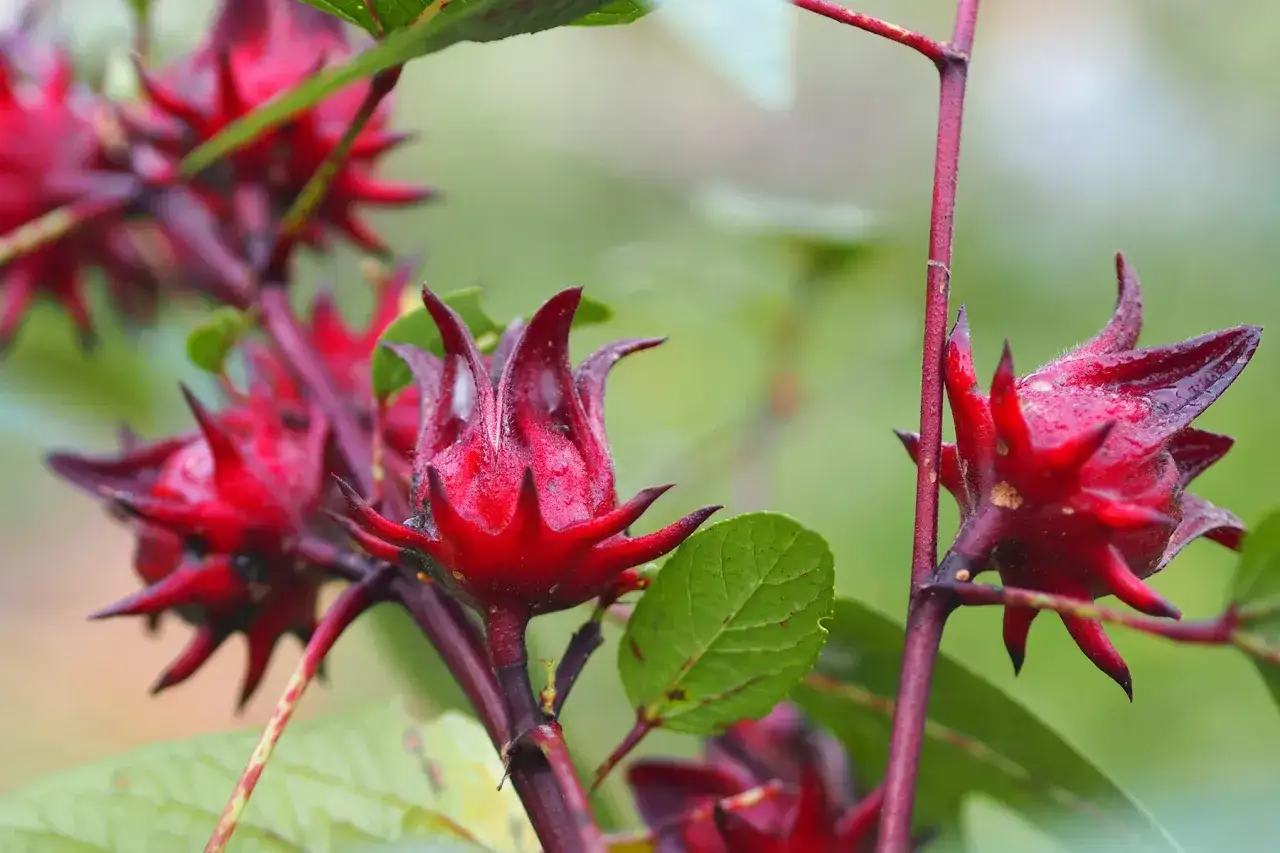 Gousses rouges d'hibiscus sur une branche, pr&ecirc;tes &agrave; &ecirc;tre infus&eacute;es pour leurs nombreux bienfaits.