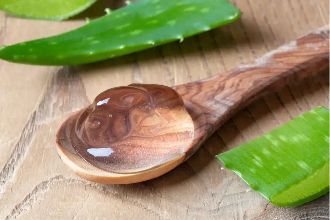 Gel d'aloe vera sur une cuillère en bois, prêt à montrer comment utiliser l'aloe vera pour la peau.