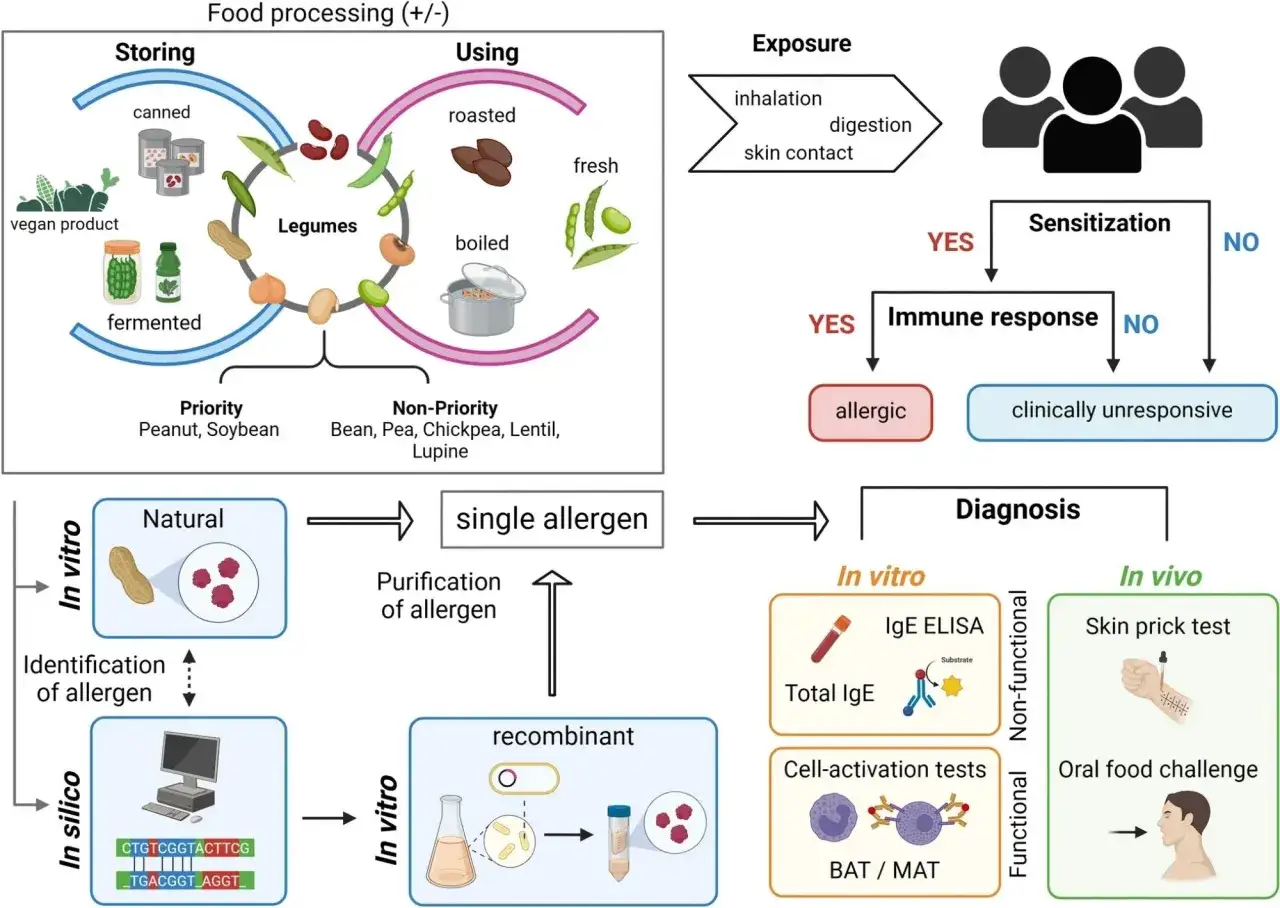 Sch&eacute;ma illustrant les l&eacute;gumineuses, leur transformation, l'exposition et les tests de diagnostic pour l'allergie l&eacute;gumineuses sympt&ocirc;mes.