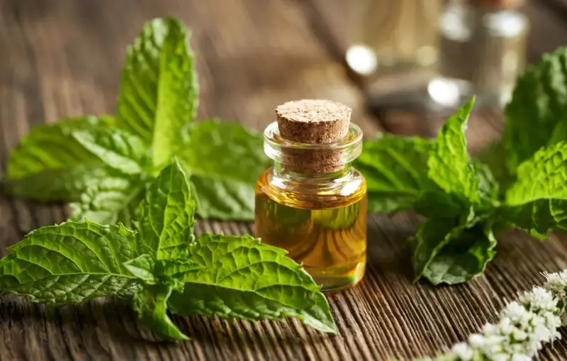 Huile essentielle de menthe poivrée, entourée de feuilles fraîches et de fleurs, prête à être infusée.